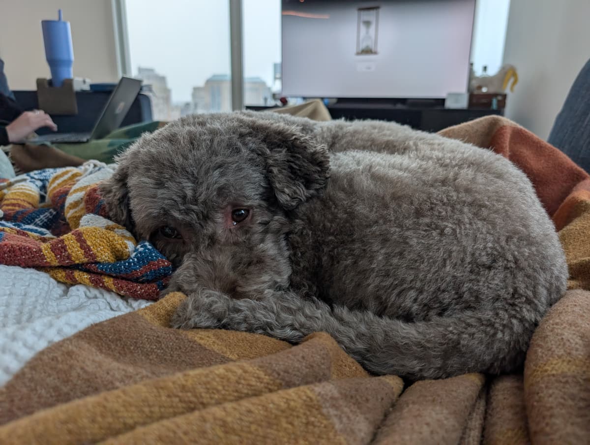 Chewie curled up on warm blankets while someone works on a laptop nearby